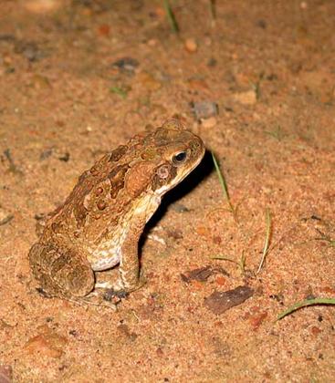 toads invasion in Australia J. Berestycki, E.