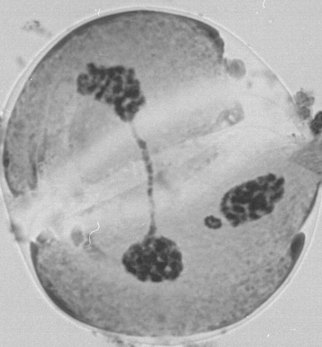stage in a haploid  F: an unequal tetrad in a haploid  Callus line T1 4.