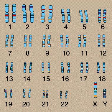 The Human Genome Four DNA bases (nucleotides): A (adenine), T (thymine), G (guanine), C (cytosine) 3 billion base pairs 22+2 chromosomes > 99% of human DNA sequences identical ~8,000,000 single