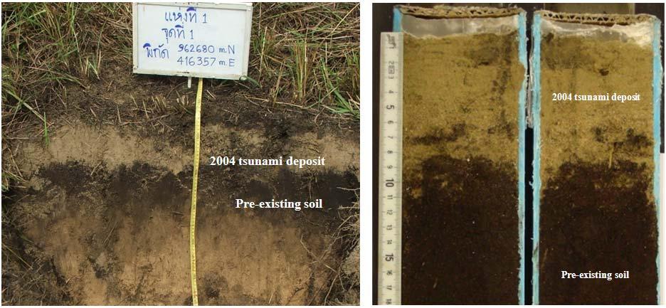 (a) (b) Figure 2. The tsunami deposits; (a) Tsunami deposit rests on the pre-existing soil; (b) The sections of sample core.