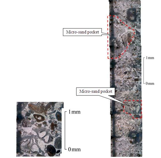 Figure 6. The pictures of thin sections show details of the sediments in the tsunami deposit. The upper parts (light colored sediments, at the depth of 0-11.5 cm) are the tsunami deposit.