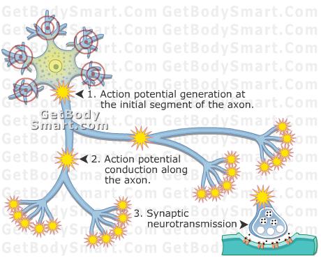 Single CNS neuron can synapse with many