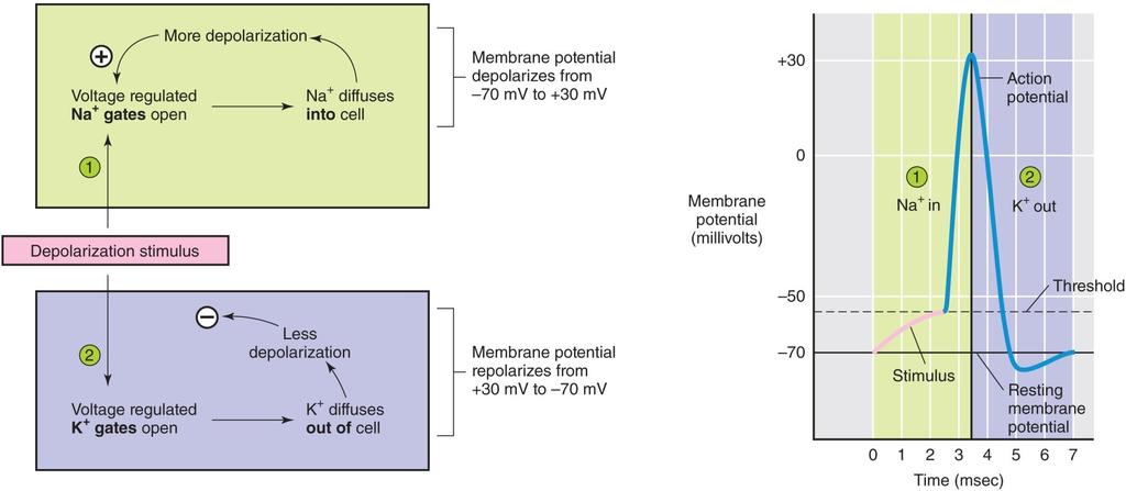 Action Potentials (APs) Threshold membrane potential: 55mV Positive