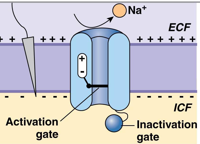 Na + Channels in Axon Have 2 Gates Activation gate and Inactivation gate Na + entry based on pos.