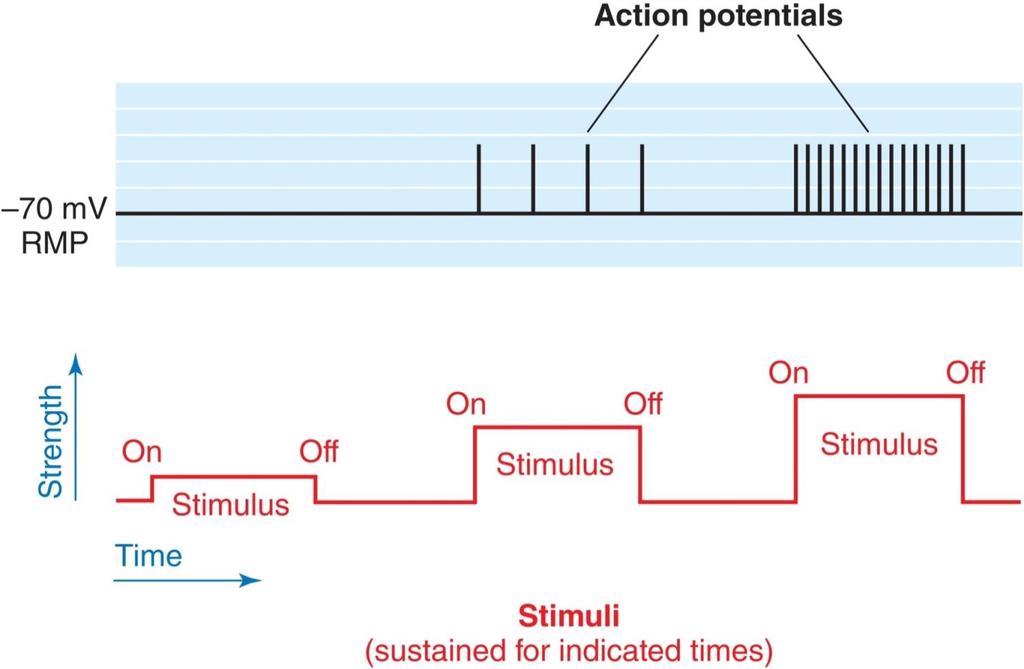 Coding for Stimulus Intensity A stronger stimulus will make APs occur more