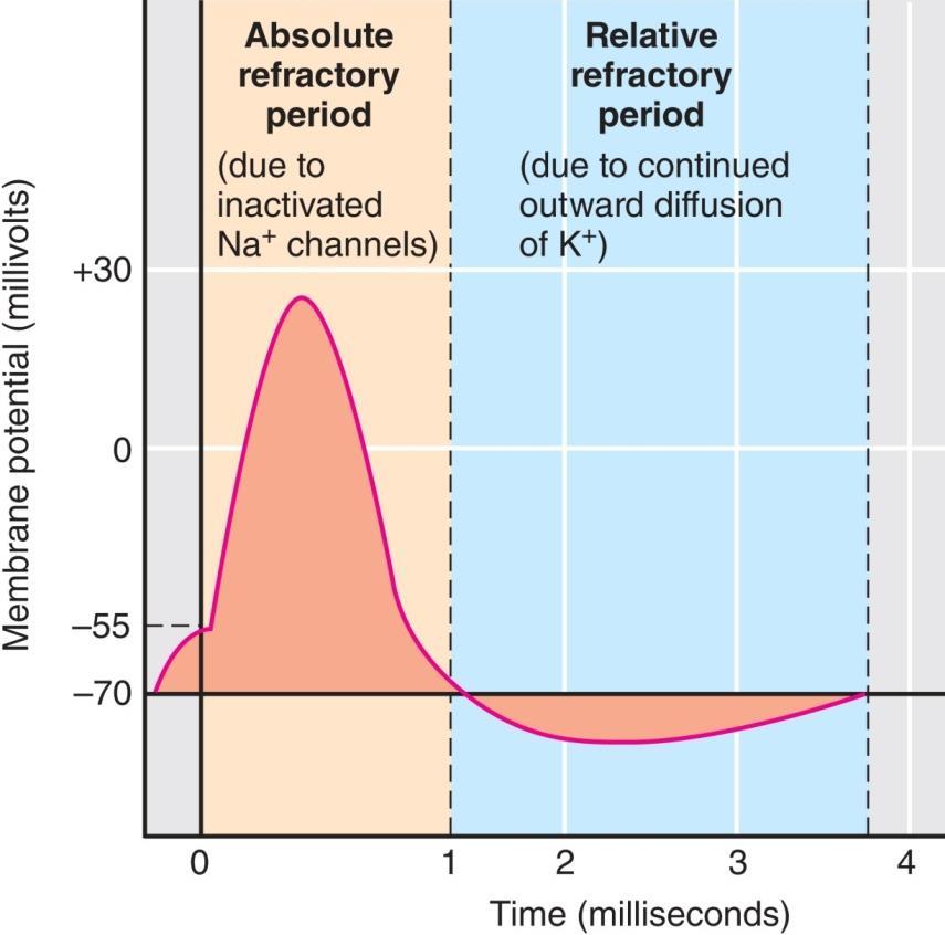 Refractory Periods APs can only increase in frequency to a certain point due to refractory period.