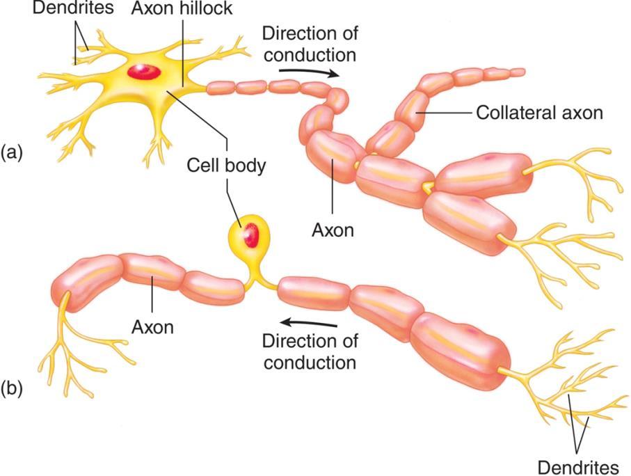 Neurons and Supporting Cells Nerve cell = Functional unit of nervous system Excitable can generate & carry electrical