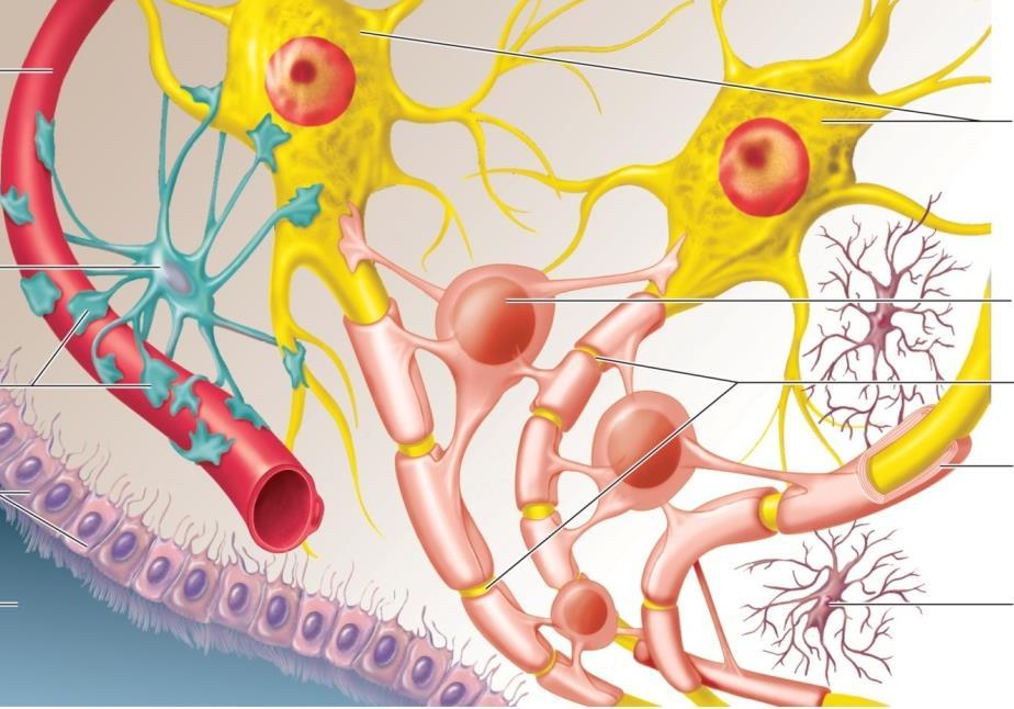 Neuroglial Cells In CNS: