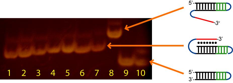 3) Figures S1-S5 Figure S1. Native gel electrophoresis. Lanes 1-7: GGGG, AGGG, AAGG, AAAG, AAAA, GGGG, and GGGG triplexes; Lane 8: control triplex; Lanes 9-10: GGGG and AAAA duplexes.