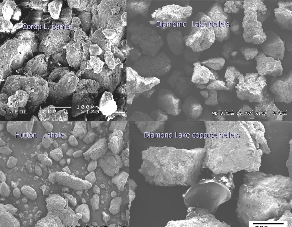 When SEM images of the pellets from each of the sites are compared, the pellets from Diamond Lake, Diamond Lake Coppice Dunes, and the Hutton Lake shale appear to be more tightly aggregated (and
