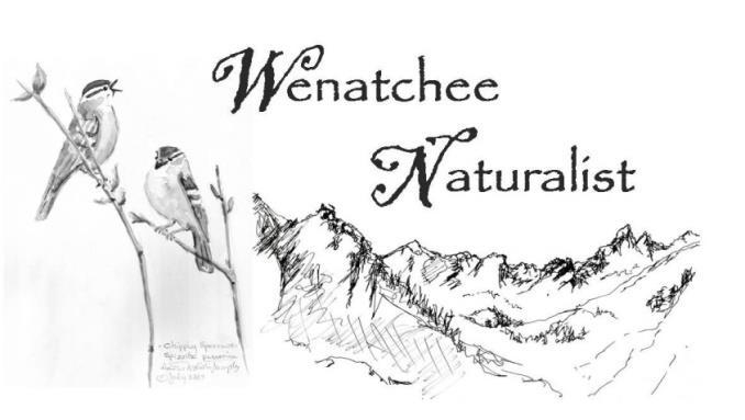 LEARN 10 Insect Orders of the Wenatchee Watershed Text and photos by Susan Ballinger.