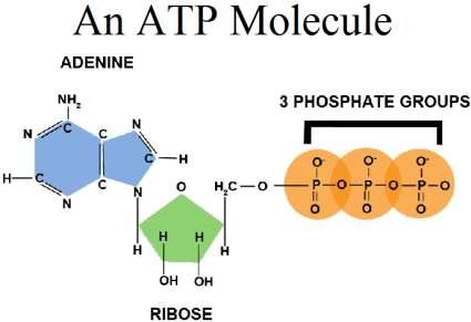 ATP Cells can t use the variety of energy released from carbs, proteins and lipids to do work.