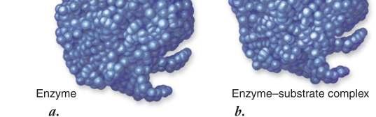 25 27 28 Enzymes may be suspended in the cytoplasm or attached to cell membranes and organelles.
