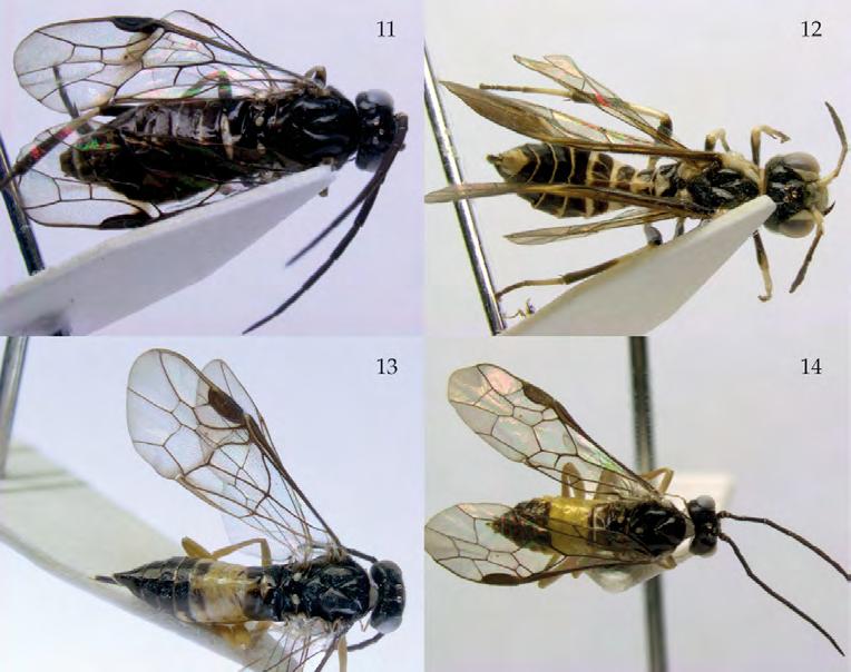Symphyta : The sawflies