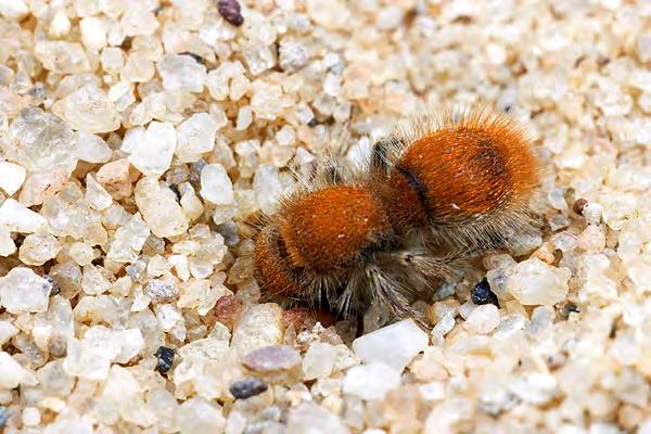 Mutillidae: Velvet Ants NOT ANTS!
