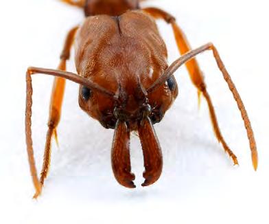 Formicidae: True Ants Perhaps derived within