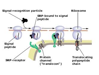 Targeting proteins signal peptide targets proteins to the secretory pathway N-terminal sequence