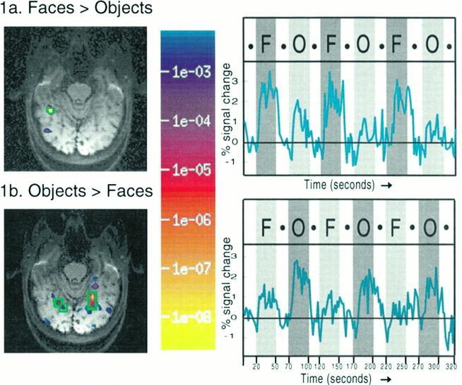 A categorical analysis Experimental design Face viewing Object viewing F O F - O = Face recognition