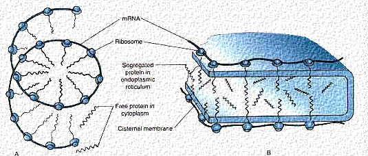 GER: - 3D system of communicating flattened cisternae with membrane covered with ribosomes - binding of ribosomes to GER is reversible, they can be released from membrane.