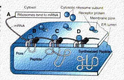 of and transport of proteins that are to become part of the cell membrane (e.g.