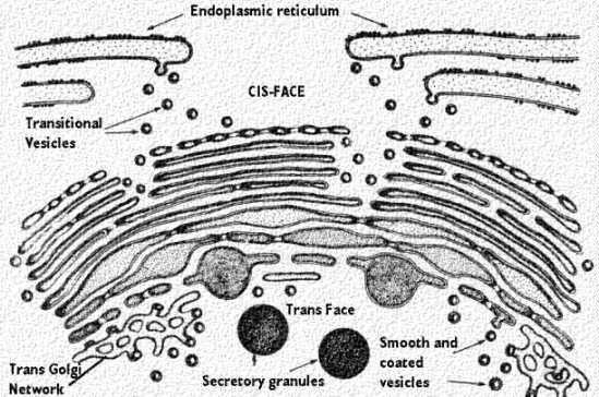Golgi apparatus - usually near the nucleus; several GA in some region of