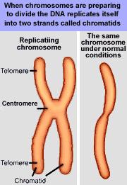 - Chromosome contains 2 chromatids - Short arm (p-arm), long arm (q-arm) - Primary constriction (centromere) with kinetochore -
