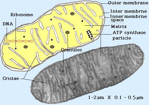 Structure of mitochondrion: - outer mitochondrial membrane smooth; with transporting channels - inner mitochondrial membrane forms flattened (rarely tubular)