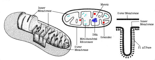 between the membranes contains enzymes that use ATP to phosphorylate other nucleotides and that catalyze other reactions - mitochondrial matrix finely granulated,