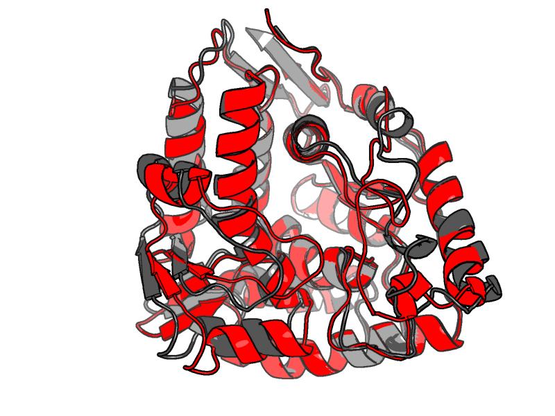 Figure 11: Visualization of two selected PDB IDs in PyMOL using the Download PyMOL session file button. The figure shows a comparison of PDB IDs 1J8U (black; PAH) and 3E2T (red; TPH).