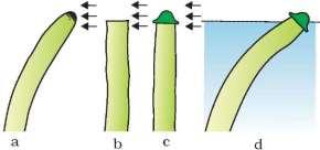 6 CHAPTER 15 PLANT GROWTH AND DEVELOPMENT https://biologyaipmt.