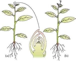 7 CHAPTER 15 PLANT GROWTH AND DEVELOPMENT https://biologyaipmt.com/ PHYSIOLOGICAL EFFECTS OF PLANT GROWTH REGULATORS AUXINS Auxins (from Greek 'auxein' : to grow) was first isolated from human urine.