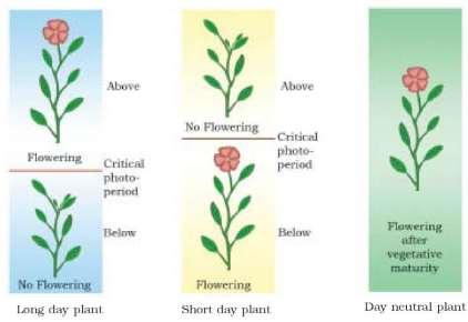 9 CHAPTER 15 PLANT GROWTH AND DEVELOPMENT https://biologyaipmt.com/ ABA plays an important role in seed development, maturation and dormancy.