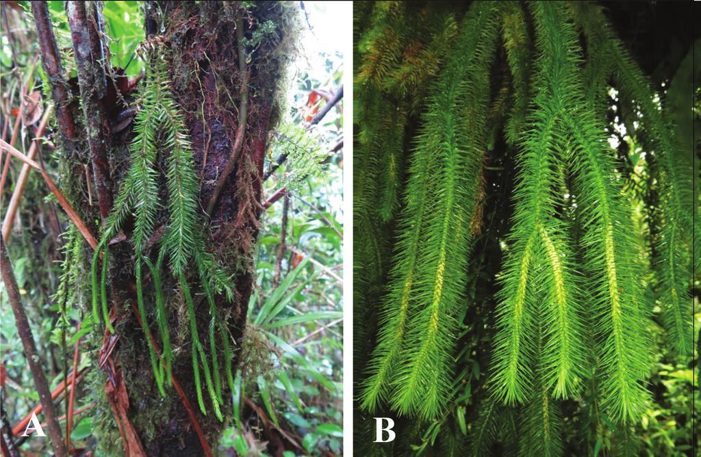 106 Ruth Kiew & Imin Kamin / PhytoKeys 96: 99 110 (2018) Figure 4. A Phlegmariurus monticola B Peninsular Malaysian form of P. squarrosus s.l. (Photographs Imin Kamin).