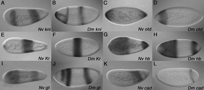 Embryonic axis specification in the wasp Nasonia. Olesnicky and Desplan Fig. 1 A comparison of Nasonia and Drosophila zygotic gap gene expression patterns.