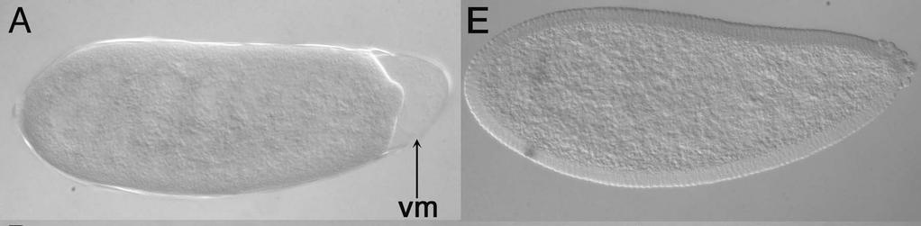Embryonic axis specification in the wasp Nasonia. Olesnicky and Desplan Fig. 2 Development of the Nasonia embryo. A clear vitelline membrane (vm) surrounds the embryo (A).