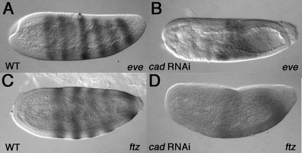 Embryonic axis specification in the wasp Nasonia. Olesnicky and Desplan Fig. 6 cad knockdown results in aberrant pair rule gene expression.
