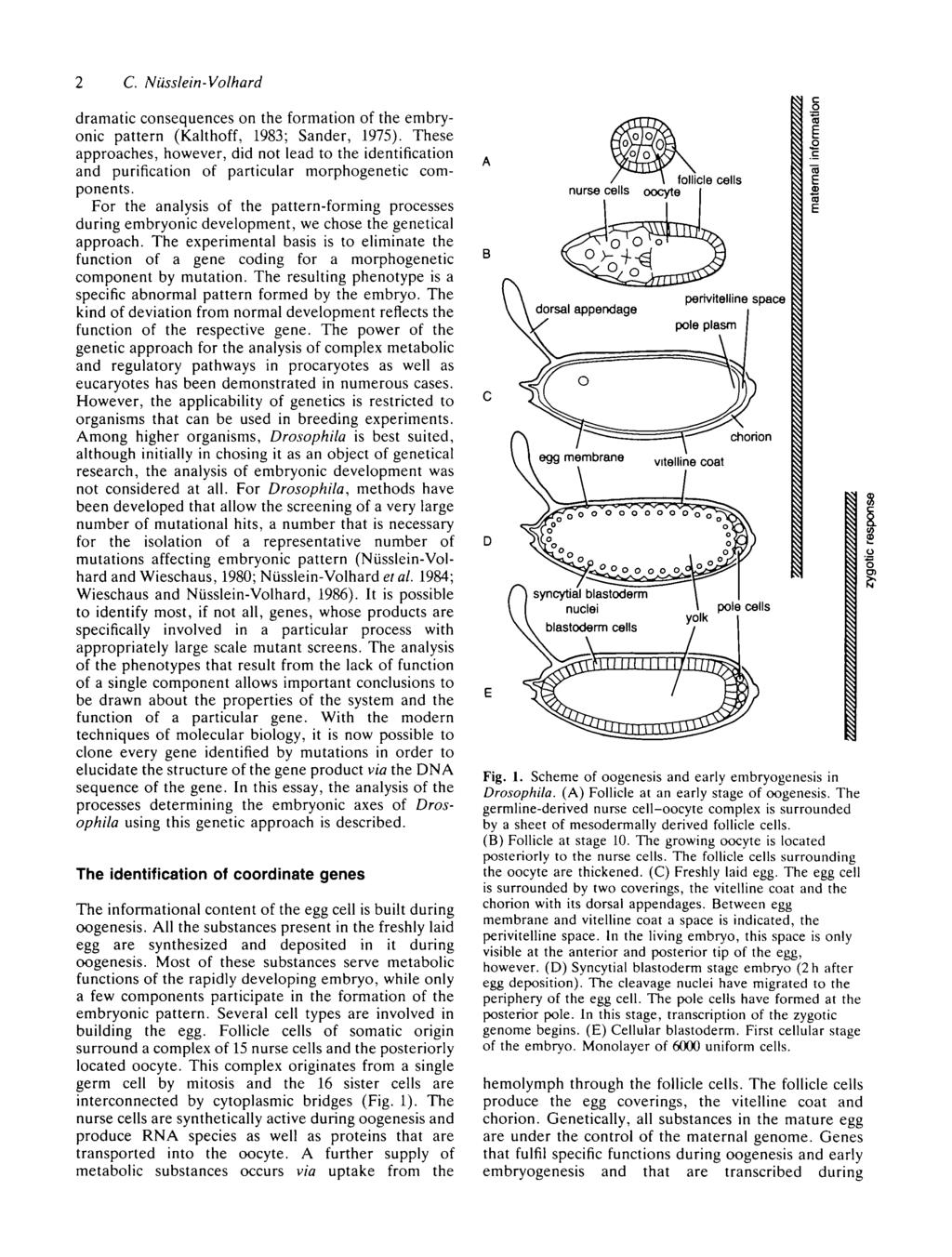2 C. Niissleirt-Volhard dramatic consequences on the formation of the embryonic pattern (Kalthoff, 1983; Sander, 1975).