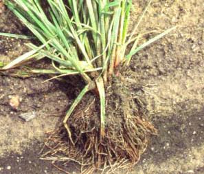 Root zones of (clockwise from top left) rice flat sedge, yellow nutsedge and purple nutsedge. Note the fibrous root system of rice flat sedge vs.