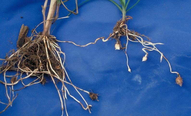 Also note yellow nutsedge tubers are produced at the ends of the rhizomes whereas purple nutsedge produces tubers in chains on the rhizome.