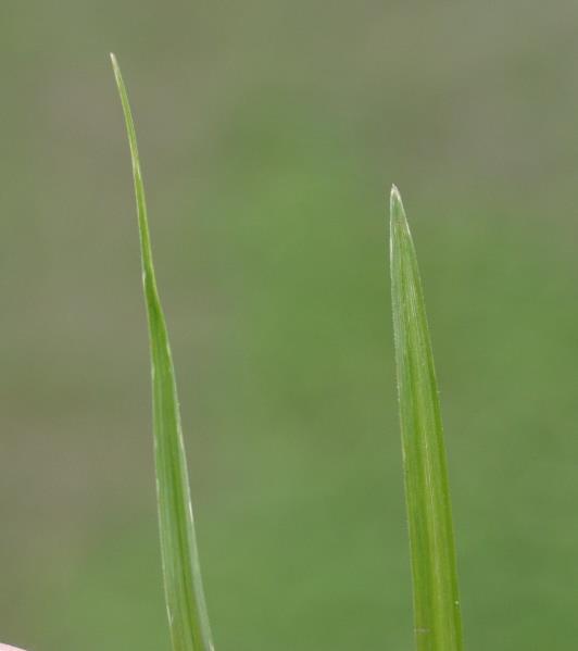 Additionally, yellow nutsedge tends to be light-green to yellow-green; purple nutsedge generally is deep green in color.