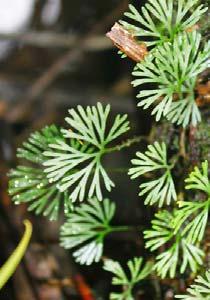 ) Found in OW, T; 185 1100 m Epiphytic; fronds simple