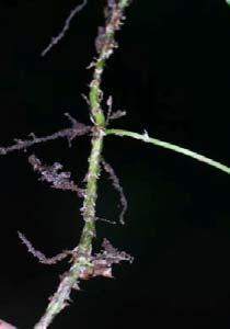 Hemiepiphytic; rhizome long creeping; fronds dimorphic