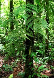 Morphologically, fertile fronds are reduced versions of