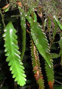 ) Found in B, SC, Ca, OW, T; 0 1050 m Epiphytic,