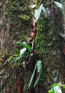 Elaphoglossum or simple Polypodiaceae ferns, but has round