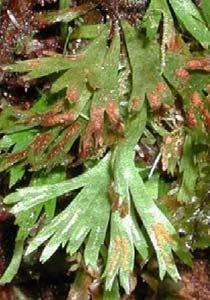 50 m Epiphytic or lithophytic; fronds 4 cm or smaller, lacking a petiole.
