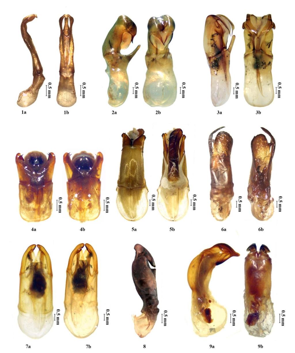 Plate.3 1-9 Male genitalia. 1. B. coriacea, 2. H. longipennis, 3. H. sikkimensis, 4. H. seticollis, 5.