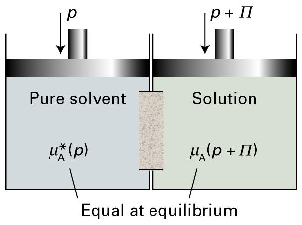 5.5 Colligative properties (e) Osmosis Osmosis : the spontaneous passage of a pure solvent into a solution separated by a