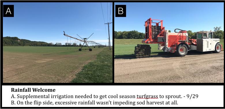 The above picture from SelecTurf sod farm in Jefferson City demonstrated the clear need for supplemental irrigation in getting tall fescue seedlings to
