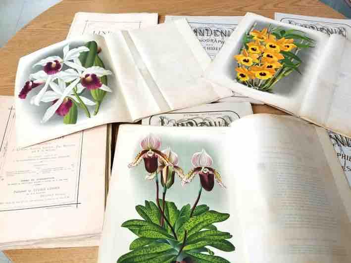 Lindenia'Orchid'Prints'for'Sale'at' March'10'HOS'Meeting' The Hilo Public Library recently found a set of historic orchid folios